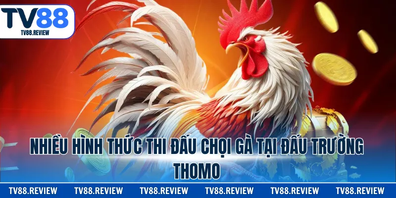 Nhiều hình thức thi đấu chọi gà tại đấu trường Thomo